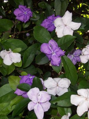 Yesterday today and tomorrow plant sales toxicity